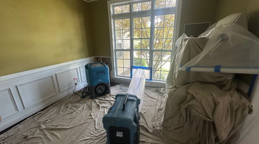 Mold Remediation Vs Mold Removal Whats The Difference