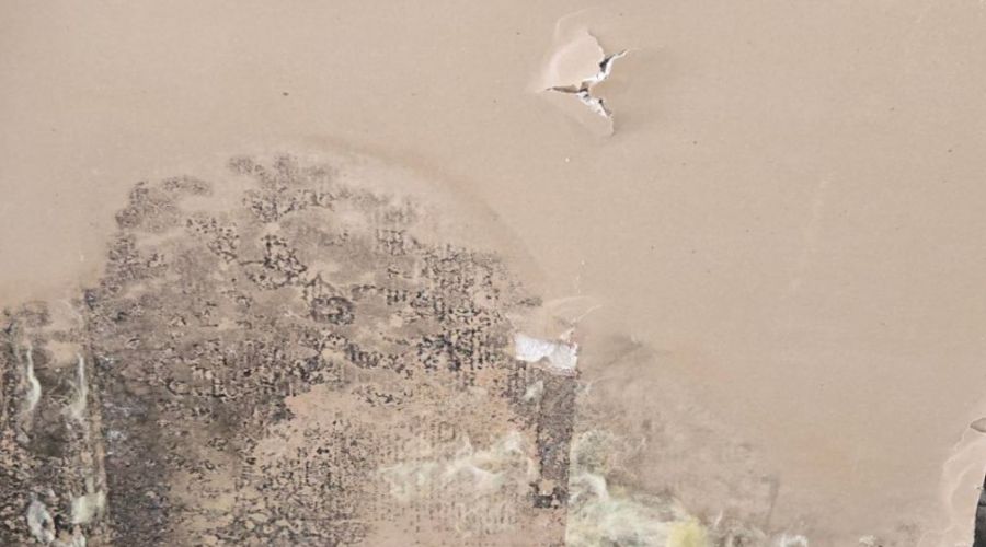 Can Mold Return After Remediation